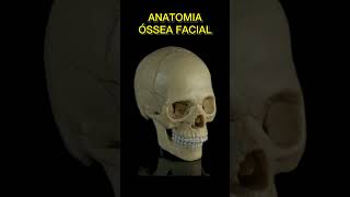 ANATOMIA ÓSSEA FACIAL resumosdeodonto resumosodontologia odonto shortsodonto shortsfeed video [upl. by Traci584]