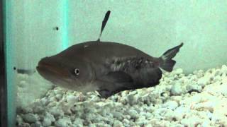 Wallago Leerii Catfish [upl. by Lurlene]