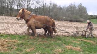 EQUITRACTION labour au brabant traction animale [upl. by Cirted]