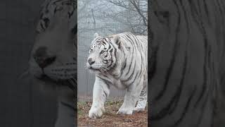 White Tiger Roman Stalking and Pouncing [upl. by Hsinam554]