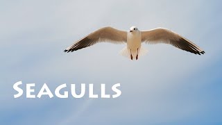 Seagulls Sound Effects  Sound Pack [upl. by Tat738]