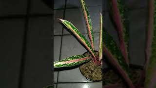 Aglaonema Super pride aglaonema plants aglaonemaindonesia tanamanhias tanamanhias [upl. by Leakcim]