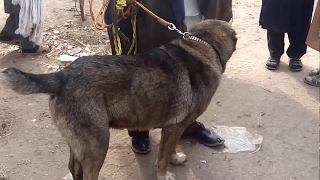 Peshawar Dogs Market [upl. by Perkoff]