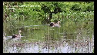 Swimming and feeding Spot billed Ducks [upl. by Avi995]