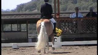 Haflinger Grettle Dressage Championship Shes for sale [upl. by Maxine]