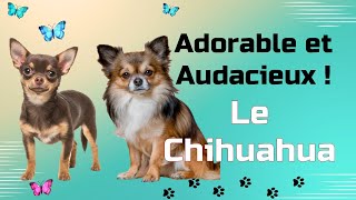 Chihuahua  Petit chien grande personnalité [upl. by Akimihs]