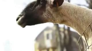 Cabras Gritando Como Humanos [upl. by Vidda]