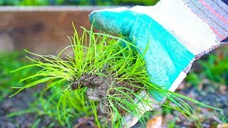 5 Natural Ways to Get Rid of Weeds [upl. by Pruter]