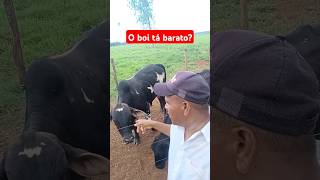 Carne de boi está barato carne agro fazenda gado preço [upl. by Niabi]