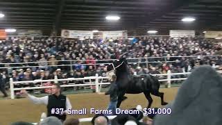 Percheron mare clips compilation with prices 2022 Gordyville Draft horse sale [upl. by Kcoj767]