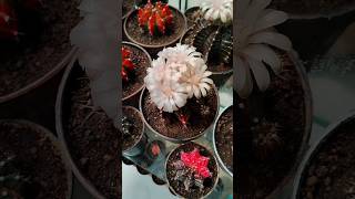 Gymnocalycium mihanovichii variegata cactus flowers gymnocalycium colors [upl. by Hesler]