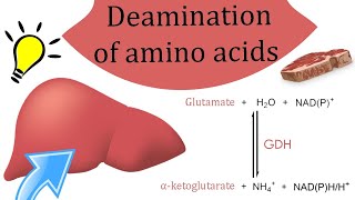 Deamination of amino acids [upl. by Bidle55]