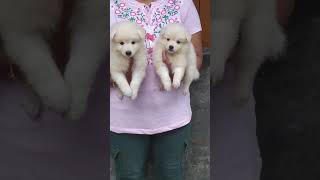 German Spitz puppy for sale lucky dog kennel in Kolkata  9064393486 pug dogs dog [upl. by Glennie]