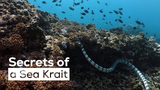 Meet the Sea Krait a Snake that can Swallow a Whole Eel [upl. by Idaline]