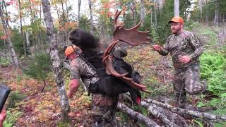 ZONE 4 GIANT MAINE BULL MOOSE 2022 [upl. by Damaris]