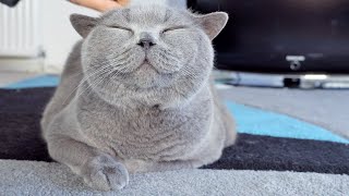 Blue British Shorthair  Smiling Cat [upl. by Malarkey634]