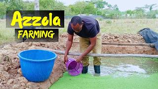 Azolla Farming  How to Grow Affordable Feeds for Chicken [upl. by Hallett]