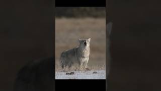 Amazing Sound of Coyote Howling and Barking  Coyote Howl [upl. by Soni194]