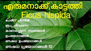 എരുമനാക്ക്  Ficus hispida  കാട്ടത്തി  പറോത്ത്  Hairy Fig  devil fig  opposite leaves fig [upl. by Acquah]