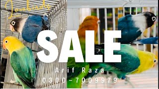 Breeder Lovebirds Pairs are available youtube birds lovebird earnmoney advice parrot [upl. by Vial]