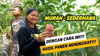 Photosynthetic Bacteria PSB  Manfaatnya Bagi Tanaman Budidaya dan Cara Pembuatannya [upl. by Gaelan]