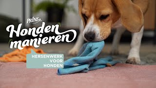 Hondenmanieren QampA Kan Mijn Hond Meer Zelfvertrouwen Krijgen Door Hersenwerk [upl. by Ihtac]