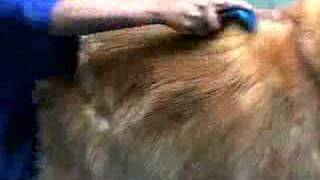 FURminator deShedding tool demo video [upl. by Anirroc]