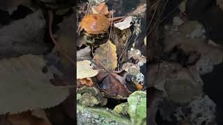 An old golden pholiota mushroom fungus fungi [upl. by Herv]