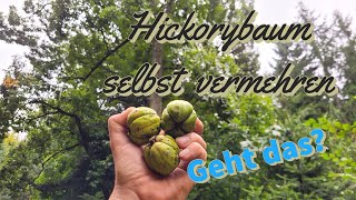 Hickory Einen Baum selbst aus der Nuss ziehen  Plant a hickory tree yourself from the nut [upl. by Trbor]