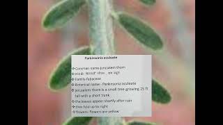 parkinsonia aculeata विलायती कीकर all informationplants and forest india 🌴🌿 [upl. by Erait]