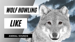 Wolf Howling Like  how to howl like a wolf [upl. by Ajile]