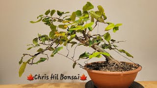 Bonsai Parrotia Persica Vanessa [upl. by Can]