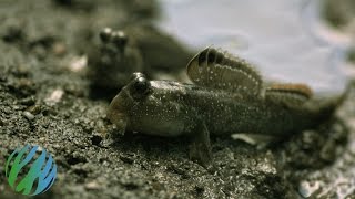 Mudskippers in SloMo [upl. by Proud]