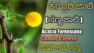 ಕಸ್ತೂರಿ ಜಾಲಿ Acacia Farnesiana Mimosa Bush Needle Bush [upl. by Ydal316]