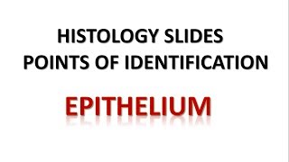 Epithelium Histology Points of Identification [upl. by Schwenk]