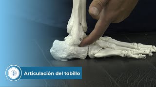 Articulación del tobillo [upl. by Eceerahs]