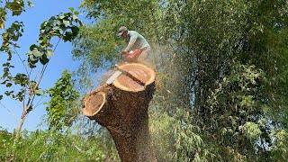 Incredible  the most dangerous tree cutting skills [upl. by Dorolice]