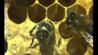 Les Abeilles 2  Documentaire Animalier [upl. by Alisia]