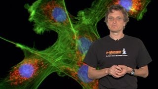 Microscopy Introduction to Fluorescence Microscopy Nico Stuurman [upl. by Joel]