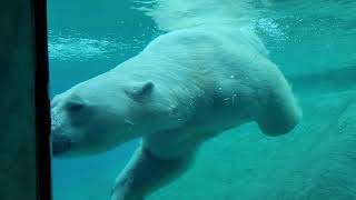 Polar bear swimming at Toronto Zoo [upl. by Barbabas]