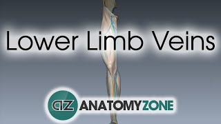 Lower Limb Veins Overview  3D Anatomy Tutorial [upl. by Shaper445]