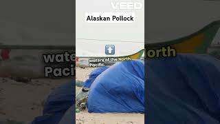 Alaskan Pollockanimals facts wildlife knowledge nature [upl. by Ahterod183]