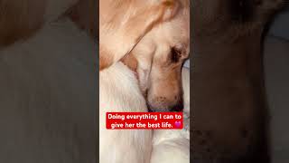 Giving my dog a good life adoptagoldenatl goldenretriever beworthyoftheirdevotion rescuedog [upl. by Bernarr]