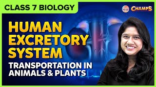 Human Excretory System  Class 7 Transportation in animals and plants CBSEICSE [upl. by Edaw33]