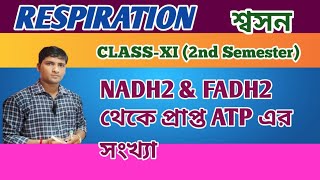 How many numbers of ATP release from NADH2 amp FADH2 ETSRespirationClass XIATP তৈরি [upl. by Waldack]