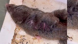 Trying to Save a Mole from a Glue Trap [upl. by Adirf796]