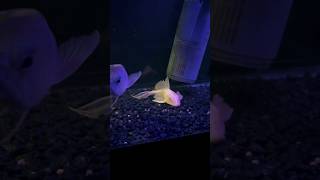 Arowana Killing pleco feedingfish [upl. by Nnaharas]