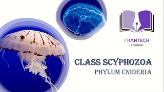 Class Scyphozoa  Classification of Phylum Cnidaria [upl. by Ahoufe]