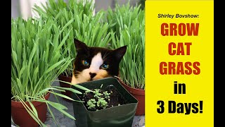 CAT GRASS Pet Grass GROW GRASS FOR CATS TO EAT FROM SEED 🍀WHEN to HARVEST Cat Grass Shirley Bovshow [upl. by Friday300]