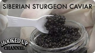 Siberian Sturgeon Caviar in Florida  foodcurated  Hooked Up Channel [upl. by Anirdua160]